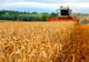 An record pentru grâu în județul Satu Mare