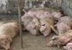 DSVSA: În județul Satu Mare nu mai există nici un focar activ de Pestă Porcină Africană în gospodăriile populației