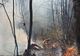 Incendiu de amploare într-o pădure din Țara Oașului