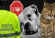Campanie derulată de Poliţia Animalelor Satu Mare prin satele din judeţ